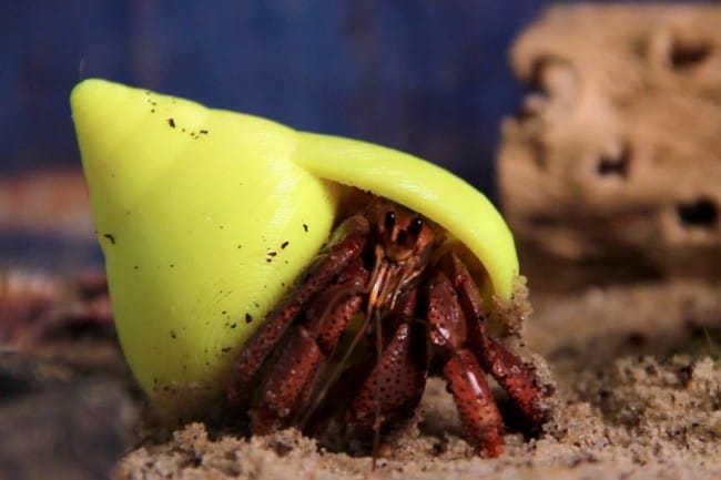 Top 5 3D Printed Animal Prosthetics